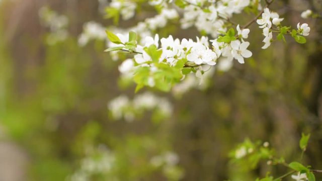 Cherry plum flower moving through focus plane with blurred dreamy background