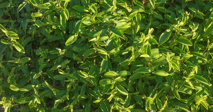 Tea trees close-up in sunny weather