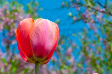 light red tulip close-up on a blurred background of flowering trees