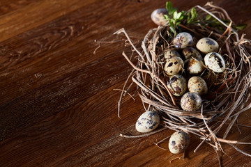 Willow nest with quail eggs on the dark wooden background, top view, close-up, selective focus