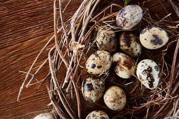 Willow nest with quail eggs on the dark wooden background, top view, close-up, selective focus