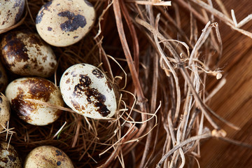 Willow nest with quail eggs on the dark wooden background, top view, close-up, selective focus