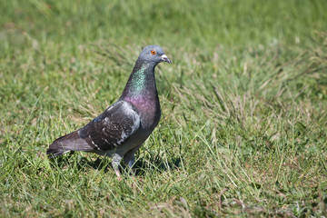 Gołąb pocztowy na łące