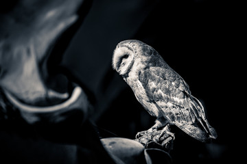 Close-up photo of a Barn owl (Tyto alba)