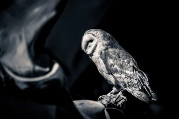 Papier Peint photo autocollant Hibou Close-up photo of a Barn owl (Tyto alba)