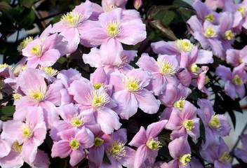Big pink flowers in garden (Clematis montana)