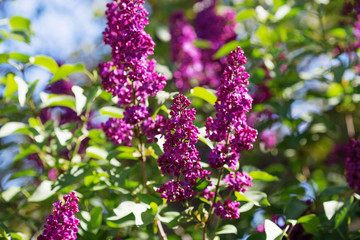 Floral natural background. Lilac flowers close up. Lilac flowers background. Macro image of spring lilac violet flowers. Branch of lilac flowers