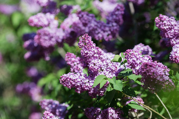 Floral natural background. Lilac flowers close up. Lilac flowers background. Macro image of spring lilac violet flowers. Branch of lilac flowers