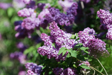 Obraz premium Floral natural background. Lilac flowers close up. Lilac flowers background. Macro image of spring lilac violet flowers. Branch of lilac flowers