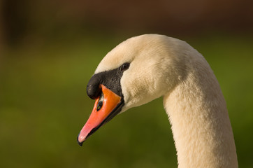 Fototapeta premium Schwan