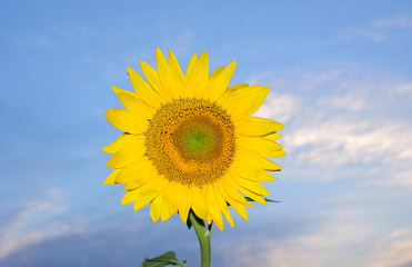 A bright yellow sunflower against the blue sky. the sun is shining in the sky.