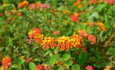  Lantana Camara Flowers with Leafs