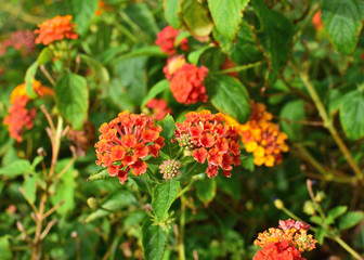 Closeup to Lantana Camara Flowers with Leafs