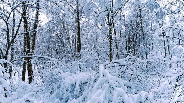 Snowy branches in forest. Winter fairy background