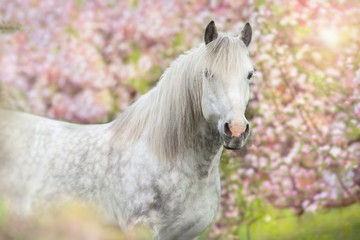 White horse in pink blossom trees