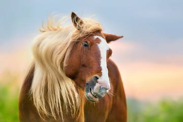 Funny red horse with long mane portrait