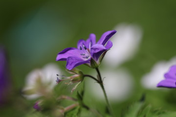 Fototapeta premium géranium