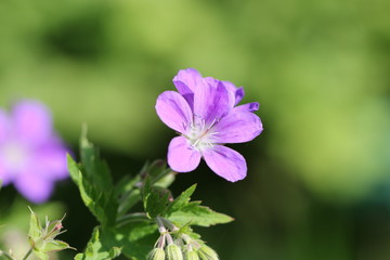 Fototapeta premium géranium