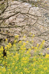 那賀川堤の桜並木と菜の花