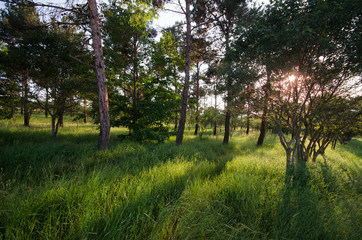 Sunset Or Sunrise In Forest Landscape. Sun Sunshine With Natural Sunlight And Sun Rays Through Woods Trees In Summer Forest. Beautiful Scenic View.