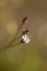 Flora of Gran Canaria -  Volutaria canariensis