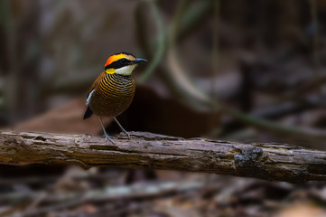 Colorful bird Malayan banded pitta.Stunning  bird with 7 color pitta standing on the log in tropical forest.