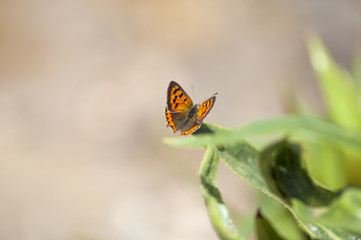 Fauna of Gran Canaria -  Lycaena phlaeas