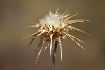 Flora of Gran Canaria -  Silybum marianum