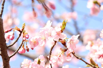 日本の桜