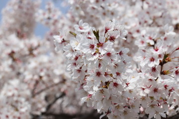 日本の桜
