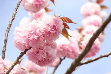 日本の桜