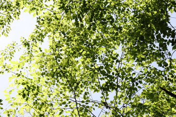 春の新緑が綺麗な木々