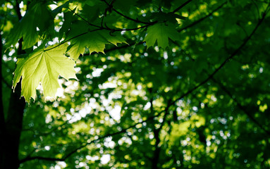 Fototapeta na wymiar Beautiful green leaves. Maple leaf in the sun against a background of blurred background