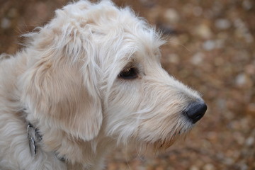 goldendoodle