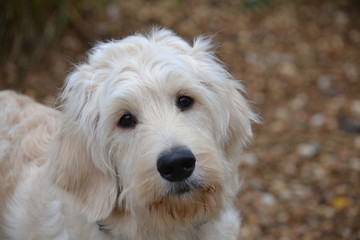 Goldendoodle