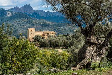 Rural house and ancient olive tree in the Sierra de Tramontana. Mallorca, Spain