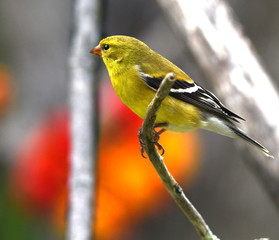 Obraz premium finch