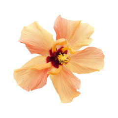 Fototapeta na wymiar light orange hibiscus