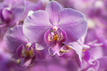 Fototapeta na wymiar Purple Moth Orchids closeup