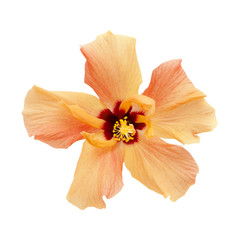 Fototapeta na wymiar light orange hibiscus