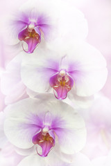 Obraz na płótnie Canvas White Moth Orchids