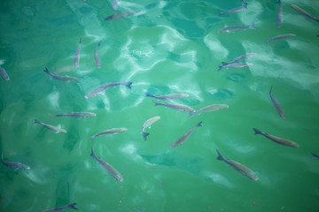 Fototapeta na wymiar fish in water