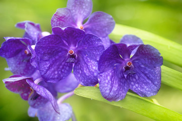 Purple Vanda Singapore orchid close up