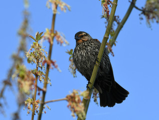 Female Red winged Blackbird perched on branch