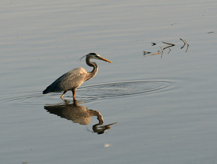 Great Blue Heron with small fish in beak