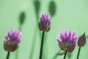Fototapeta premium Schnittlauch - Blüten und Knospen vor grünem Hintergrund