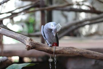 Black and white parrot eating On the branch