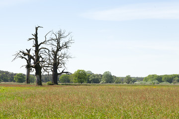 three old oaks on big wide meadow