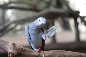 Obraz premium Black and white parrot eating On the branch