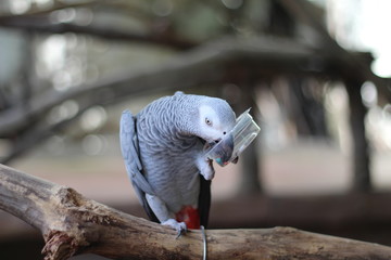 Fototapeta premium Black and white parrot eating On the branch